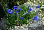 Photo: Gentiana acaulis.