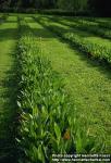 Photo: Gentiana lutea 1.