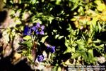 Photo: Gentiana septemfida 3.