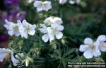 Photo: Geranium pratense 4.