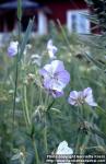 Photo: Geranium pratense 5.