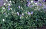 Photo: Geranium pratense 7.