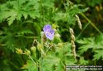 Photo: Geranium pratense.