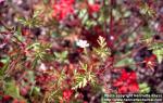 Photo: Geranium robertianum 4.