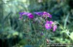 Photo: Geranium sylvaticum 1.