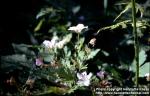 Photo: Geranium sylvaticum 2.