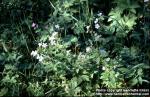 Photo: Geranium sylvaticum.