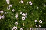 Photo: Gilia tricolor.