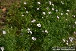 Photo: Gilia tricolor 1.