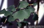 Photo: Ginkgo biloba 6.