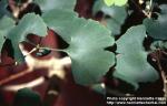 Photo: Ginkgo biloba 7.