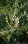glycyrrhiza-glabra