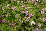 Photo: Glandularia canadensis.