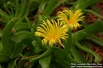 Photo: Glottiphyllum haagei 1.