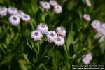 Photo: Globularia sarcophylla 1.