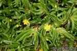 Photo: Glottiphyllum longum 1.