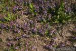 Photo: Glechoma hederacea 18.