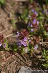 Photo: Glechoma hederacea 19.