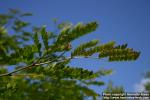 Photo: Gleditsia japonica 5.