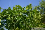 Photo: Gleditsia japonica 7.