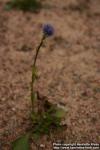 Photo: Globularia punctata 0.