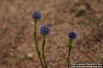 Photo: Globularia punctata 1.