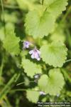 Photo: Glechoma hederacea 23.