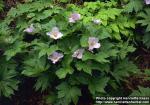 Photo: Glaucidium palmatum.