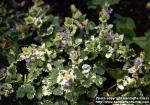 Photo: Glechoma hederacea 2.