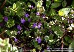 Photo: Glechoma hederacea 4.