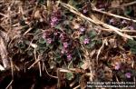 Photo: Glechoma hederacea 5.