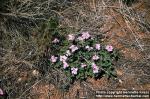 Photo: Glandularia bipinnatifida.