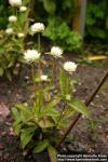 Photo: Gomphrena albiflora.