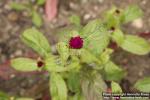 Photo: Gomphrena globosa 1.