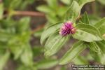 Photo: Gomphrena serrata 1.