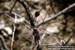 Photo: Gossypium thurberi 1.