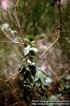 Photo: Gossypium thurberi 2.