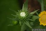 Photo: Grindelia 1.