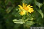 Photo: Grindelia camporum.