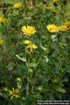 Photo: Grindelia camporum 2.