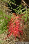 Photo: Grevillea.