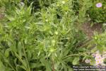 Photo: Grindelia integrifolia 5.