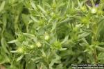 Photo: Grindelia integrifolia 6.