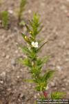 Photo: Gratiola officinalis 09.