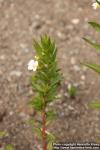 Photo: Gratiola officinalis 10.