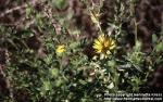 Photo: Grindelia squarrosa 1.