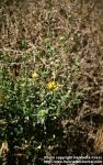 Photo: Grindelia squarrosa.