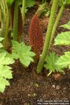 Photo: Gunnera manicata 2.