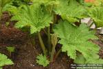 Photo: Gunnera manicata 3.