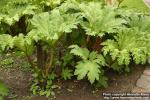 Photo: Gunnera tinctoria.